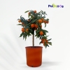 Kumquat-Fortunella Margarita