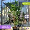 Raphis Excelsa