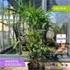 Raphis Excelsa