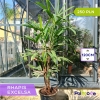 Raphis Excelsa