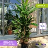 Raphis Excelsa