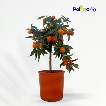 Kumquat-Fortunella Margarita