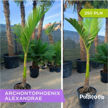 Archontophoenix alexandrae