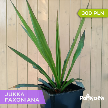 Jukka Faxoniana