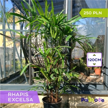 Raphis Excelsa