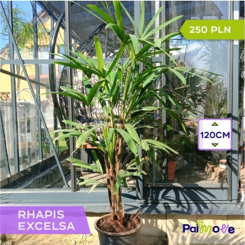 Raphis Excelsa