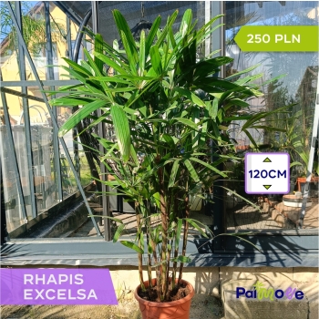 Raphis Excelsa