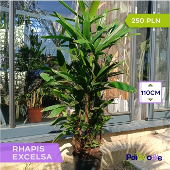 Raphis Excelsa