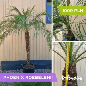 Phoenix roebelenii