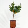 CITRUS mitis