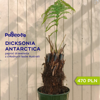 Dicksonia Antarctica