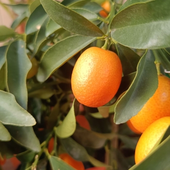 Kumquat-Fortunella Margarita