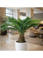 Cycas revoluta – sagowiec odwinięty