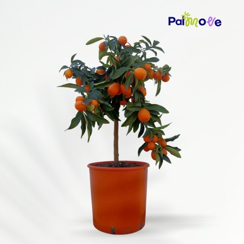 Kumquat-Fortunella Margarita