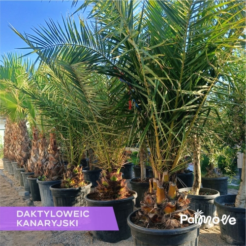 Daktylowiec Kanaryjski
