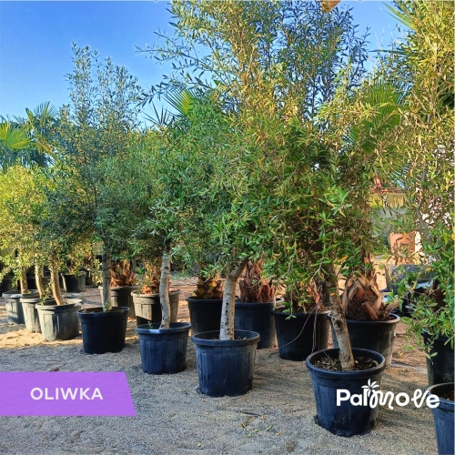 Oliwka