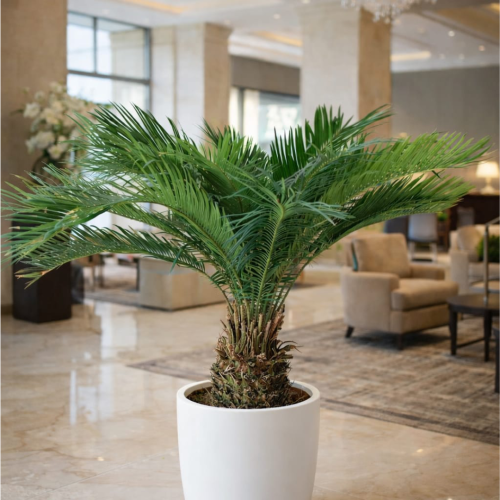 Cycas revoluta – sagowiec odwinięty