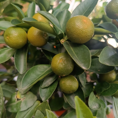 Citrus Limon