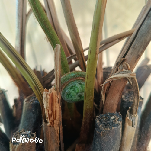 Dicksonia Antarctica 130cm pnia