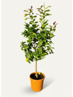 Citrus Limon
