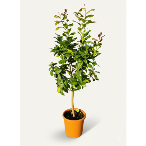 Citrus Limon