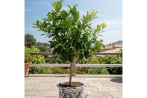 Pomarańcza - Citrus Sinensis