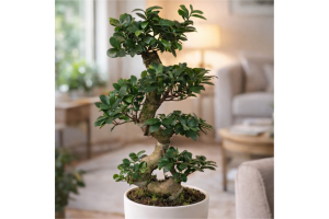 Bonsai Ficus Microcarapa