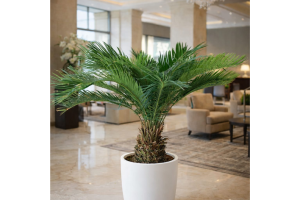 Cycas Revoluta - Sagowiec