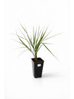 Butia Capitata