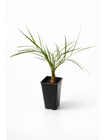 Butia Capitata