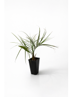 Butia Capitata