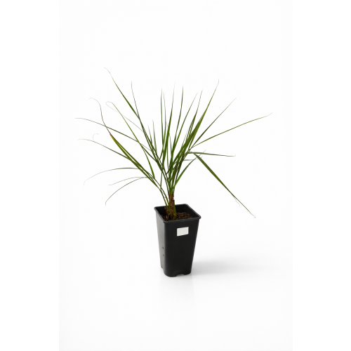 Butia Capitata