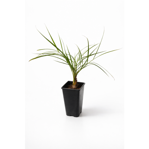 Butia Capitata