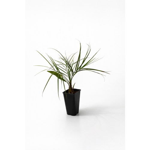 Butia Capitata