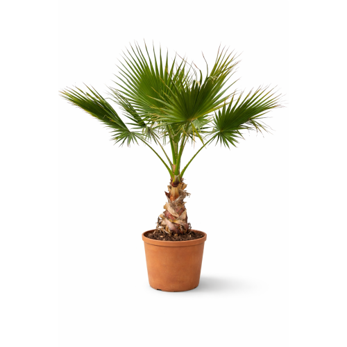 Washingtonia filifera