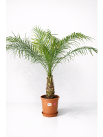 Phoenix roebelenii