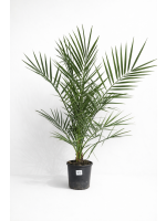 Phoenix Canariensis - Daktyloweic Kanaryjski 100-120 cm