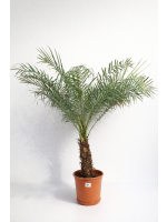 Phoenix roebelenii