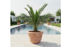 Phoenix Canariensis