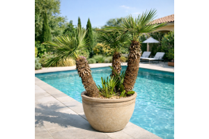 Chamaerops Humilis - Karłatka
