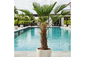 Trachycarpus Wagnerianus
