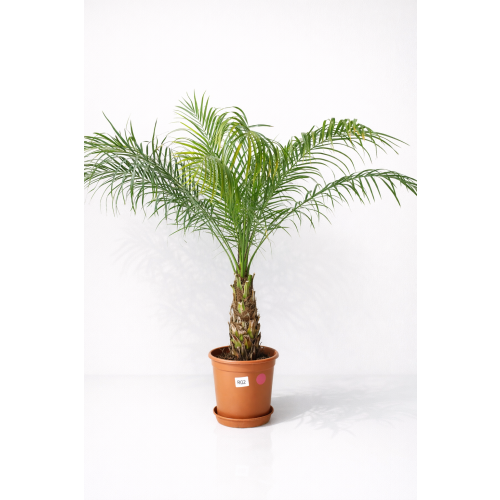 Phoenix roebelenii