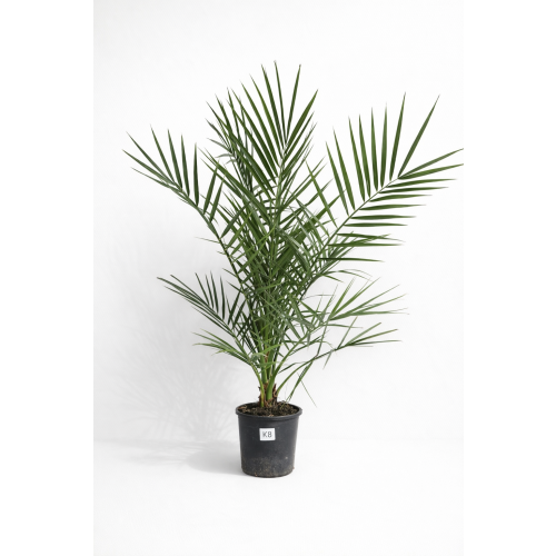 Phoenix Canariensis - Daktyloweic Kanaryjski 100-120 cm