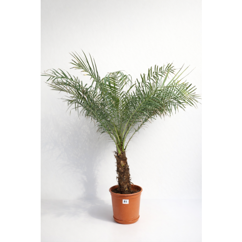 Phoenix roebelenii