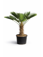 Trachycarpus Wagnerianus