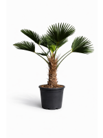 Trachycarpus Wagnerianus