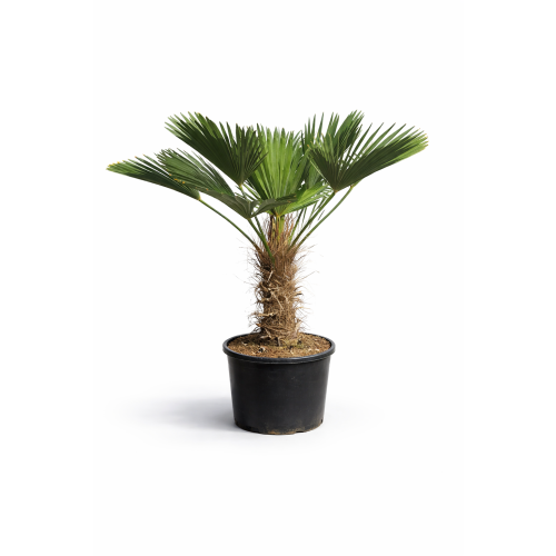 Trachycarpus Wagnerianus