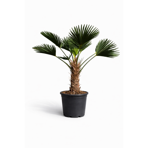 Trachycarpus Wagnerianus