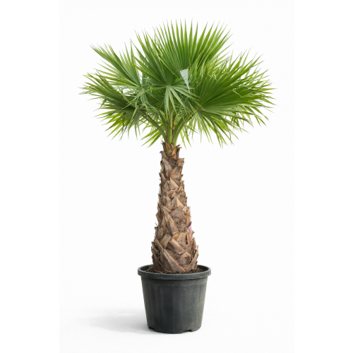 Washingtonia robusta