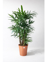 Raphis Excelsa 140-170cm